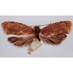 /filer/webapps/moths/media/images/M/mimesa_Paraccra_HT_BMNH.jpg