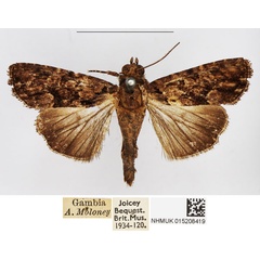 /filer/webapps/moths/media/images/G/gabonensis_Stenopterygia_AM_BMNH_05.jpg
