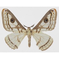 /filer/webapps/moths/media/images/P/pudorosa_Heniocha_AM_Basquin.jpg