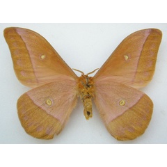 /filer/webapps/moths/media/images/R/rhodina_Imbrasia_HT_NHMUKb.jpg