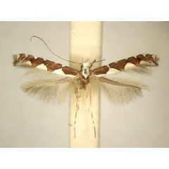 /filer/webapps/moths/media/images/P/praegemina_Dialectica_MT_TMSA6121.jpg