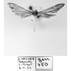 /filer/webapps/moths/media/images/B/bandamae_Stenoptilia_HT_MNHN.jpg