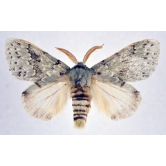 /filer/webapps/moths/media/images/T/thalassina_Heraia_AM_NHMO.jpg