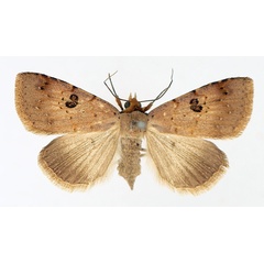 /filer/webapps/moths/media/images/P/poderis_Plecoptera_AF_TMSA_02.jpg