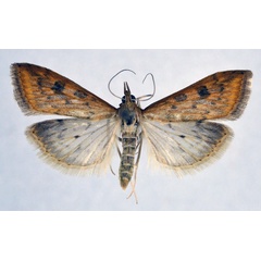 /filer/webapps/moths/media/images/F/ferrugalis_Udea_A_NHMO.jpg