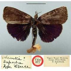 /filer/webapps/moths/media/images/S/superba_Acontia_HT_BMNH.jpg