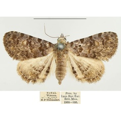 /filer/webapps/moths/media/images/S/snelleni_Metachrostis_AF_BMNH.jpg