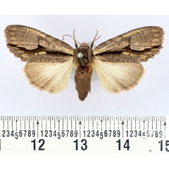 /filer/webapps/moths/media/images/C/cervicornis_Crionica_AF_BMNH.jpg