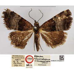/filer/webapps/moths/media/images/L/limbogrisea_Ozarba_HT_NHMUK.jpg