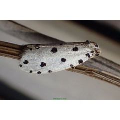 /filer/webapps/moths/media/images/P/pulchella_Sapheneutis_A_Bippus.jpg