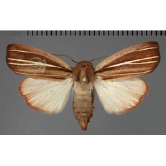 /filer/webapps/moths/media/images/R/rufescenoides_Leucania_AF_Fiebig.jpg