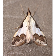 /filer/webapps/moths/media/images/J/jacobsalis_Autocharis_A_Heyns.jpg