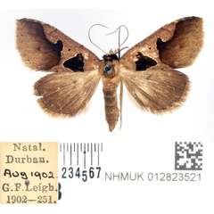 /filer/webapps/moths/media/images/D/disjuncta_Anoba_AF_BMNH.jpg