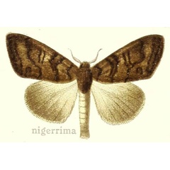 /filer/webapps/moths/media/images/N/nigerrima_Dasychira_HT_Hering_27e.jpg