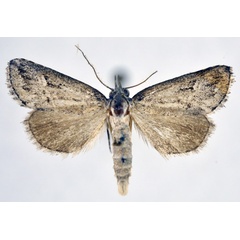 /filer/webapps/moths/media/images/S/sagittalis_Zekelita_A_NHMO.jpg