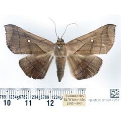 /filer/webapps/moths/media/images/A/apicata_Gorua_AF_BMNH.jpg