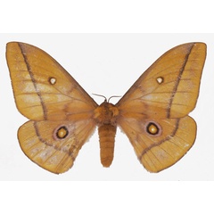 /filer/webapps/moths/media/images/B/bamendana_Gonimbrasia_AF_Basquin.jpg