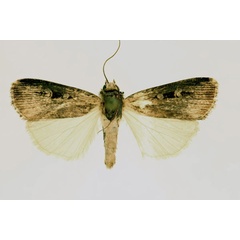 /filer/webapps/moths/media/images/A/atrisigna_Amazonides_AM_RMCA.jpg
