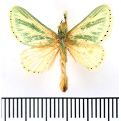 /filer/webapps/moths/media/images/A/albiramosa_Coenobasis_AF_BMNH.jpg