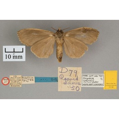 /filer/webapps/moths/media/images/U/umbrensis_Dasychira_AT_OUMNH_02.jpg
