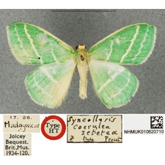 /filer/webapps/moths/media/images/Z/zetetea_Syncollesis_HT_BMNHa.jpg