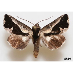 /filer/webapps/moths/media/images/S/scotosa_Plusiophaes_AM_Vingerhoedt_JAmFYto.jpg