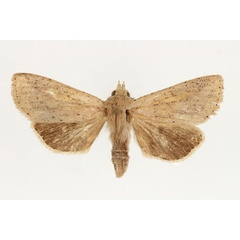 /filer/webapps/moths/media/images/H/herbuloti_Omphalestra_AF_RMCA_01.jpg