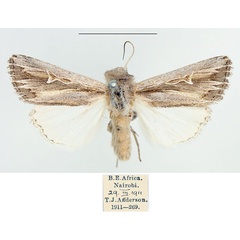 /filer/webapps/moths/media/images/C/confluens_Dicerogastra_AM_BMNH.jpg