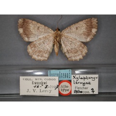 /filer/webapps/moths/media/images/L/leroyae_Xylopteryx_AT_RMCA_02.jpg