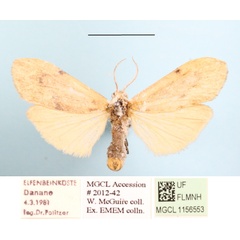 /filer/webapps/moths/media/images/M/makomensis_Archithosia_AF_MGCLa_02.JPG