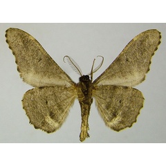 /filer/webapps/moths/media/images/E/excavata_Eulycia_AM_ZSMb.jpg