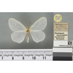 /filer/webapps/moths/media/images/C/chionoptera_Marblepsis_PT_BMNH_02a.jpg