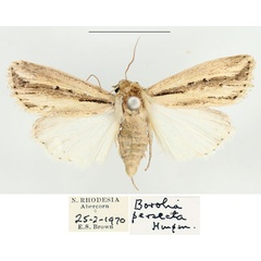 /filer/webapps/moths/media/images/P/persecta_Mythimna_AM_BMNH.jpg