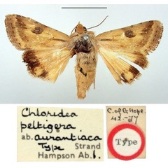 /filer/webapps/moths/media/images/A/aurantiaca_Chloridea_HT_BMNH.jpg