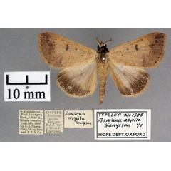 /filer/webapps/moths/media/images/A/aspila_Baniana_PT_OUMNH_01.jpg