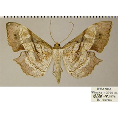 /filer/webapps/moths/media/images/O/obliquata_Psilocladia_AF_ZSMa.jpg