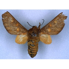 /filer/webapps/moths/media/images/O/oreophila_Balacra_HT_RMCA_03.jpg