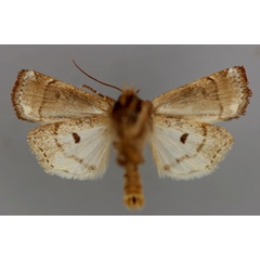 /filer/webapps/moths/media/images/C/cinctum_Elyptron_A_RMCA_02.jpg