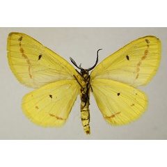 /filer/webapps/moths/media/images/T/terinata_Phoenicocampa_AM_ZSMb.jpg