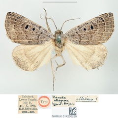 /filer/webapps/moths/media/images/A/albivena_Erizada_HT_BMNH.jpg