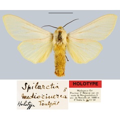 /filer/webapps/moths/media/images/M/mediocinerea_Spilarctia_HT_MNHN.jpg