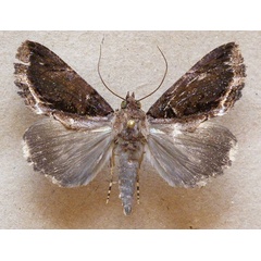/filer/webapps/moths/media/images/S/subsignata_Ercheia_A_Butler.jpg
