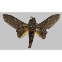 /filer/webapps/moths/media/images/L/lidia_Gastroplakaeis_HT_RMCA.jpg