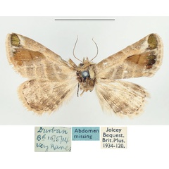 /filer/webapps/moths/media/images/A/admota_Eublemma_A_BMNH.jpg