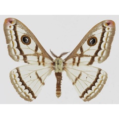 /filer/webapps/moths/media/images/M/marnois_Heniocha_AM_Basquina.jpg