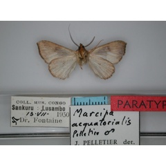 /filer/webapps/moths/media/images/A/aequatorialis_Marcipa_PT_RMCA_02.jpg