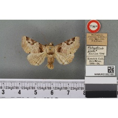 /filer/webapps/moths/media/images/P/pratti_Phlegetonia_HT_BMNHa.jpg