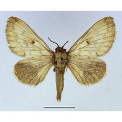 /filer/webapps/moths/media/images/M/meridionalis_Odontocheilopteryx_AF_Basquin_02.jpg
