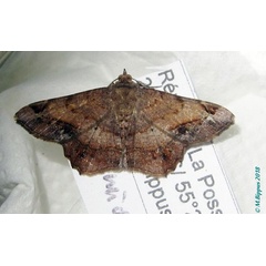 /filer/webapps/moths/media/images/C/crassilimbaria_Chiasmia_AM_Bippus_03.jpg