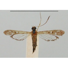 /filer/webapps/moths/media/images/Q/quinquepuncta_Lophoceps_HT_BMNH.jpg
